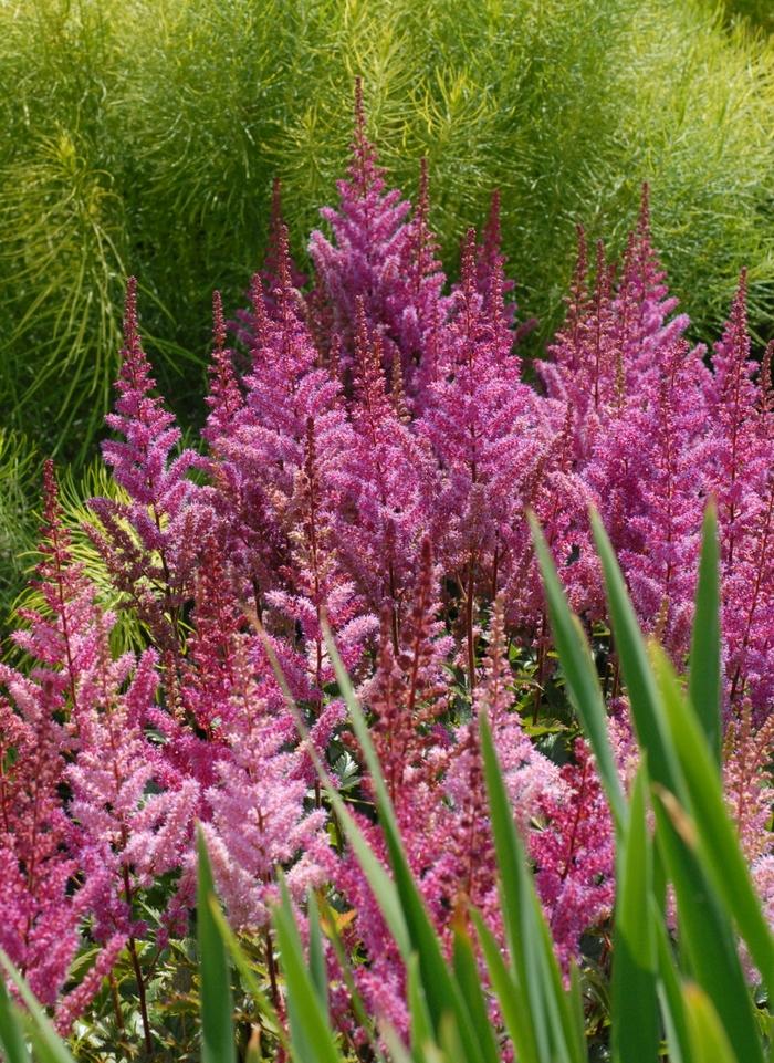 Astilbe chinensis Maggie Daley