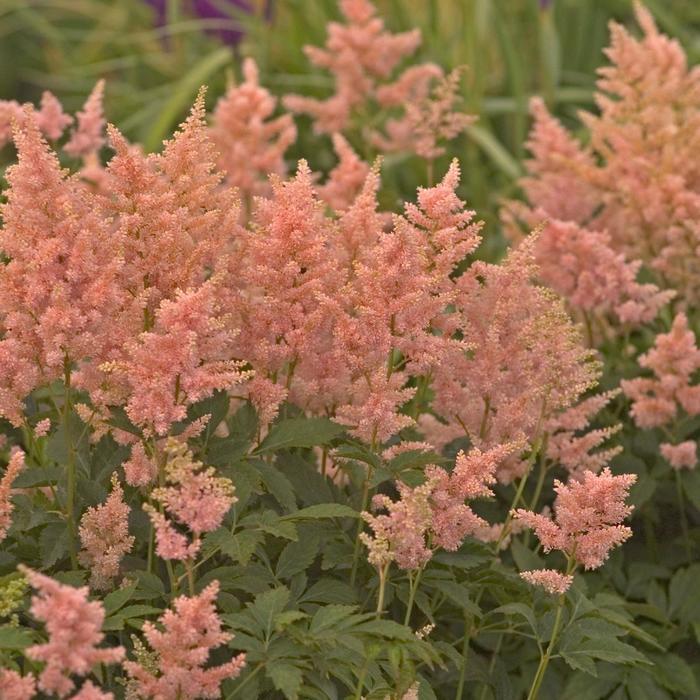 Astilbe japonica Peach Blossom
