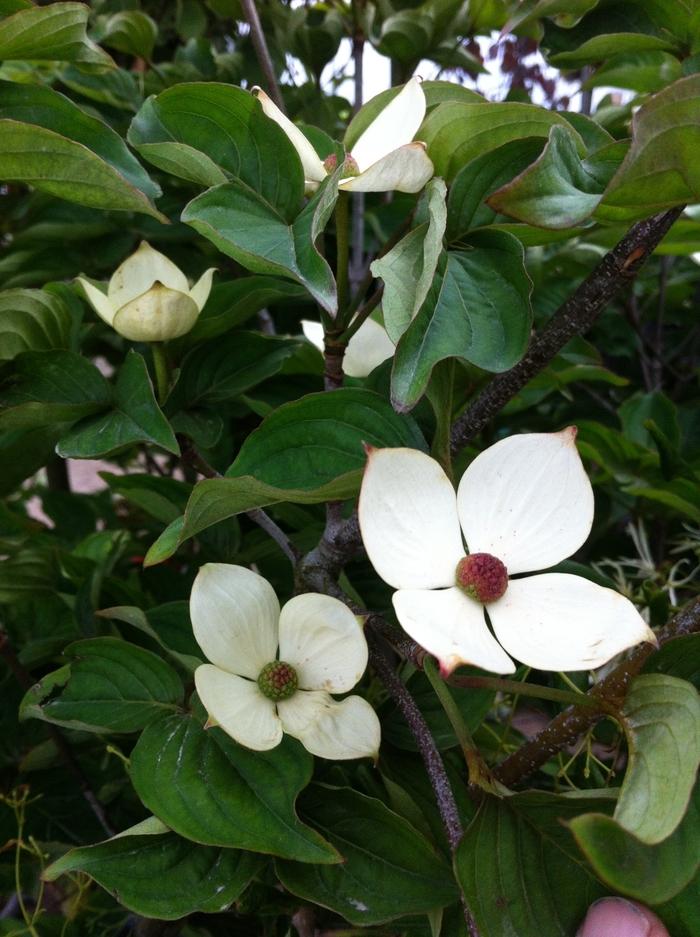 Cornus kousa Venus&reg;