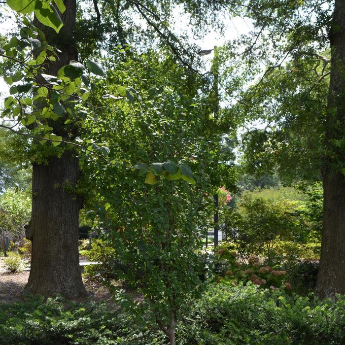 Cornus mas Golden Glory