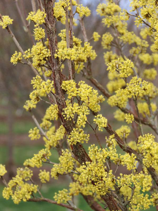 Cornus mas Saffron Sentinel&reg;
