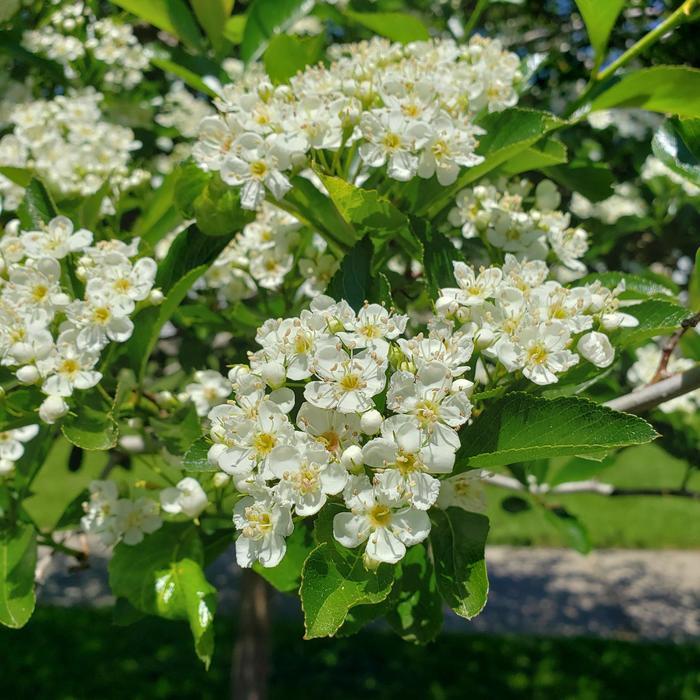 Crataegus crusgalli var inermis Crusader&reg;