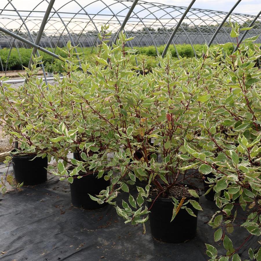 Cornus alba Elegantissima