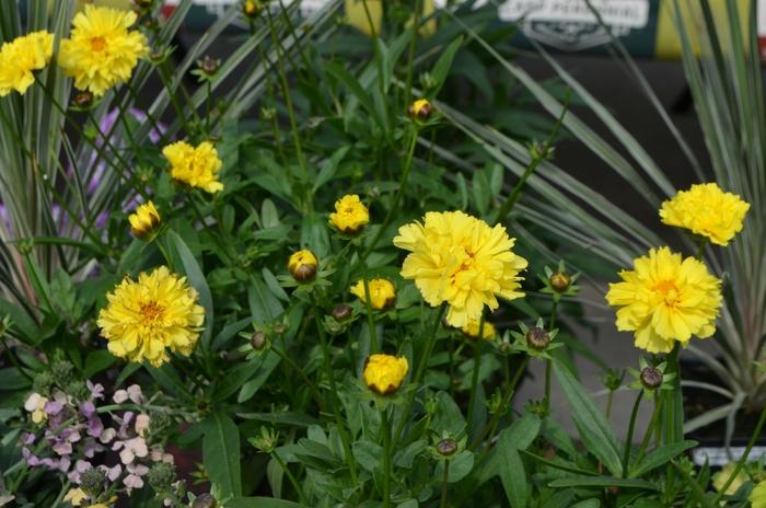 Coreopsis Leading Lady Charlize