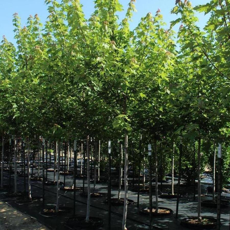 Acer x freemanii 'Autumn Blaze®' - Freeman Maple from Great Lakes Landscape Supply