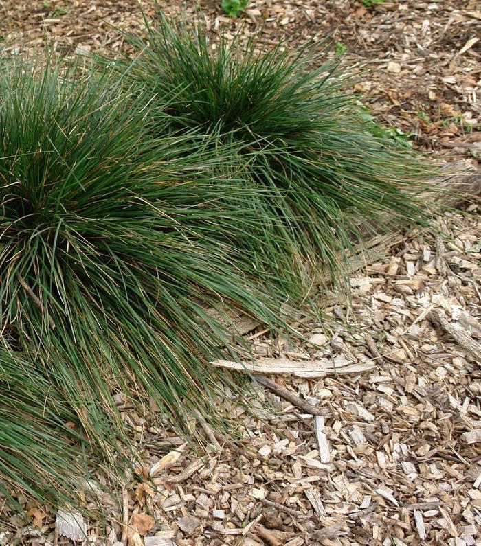 Deschampsia cespitosa Goldtau (Gold Dew)