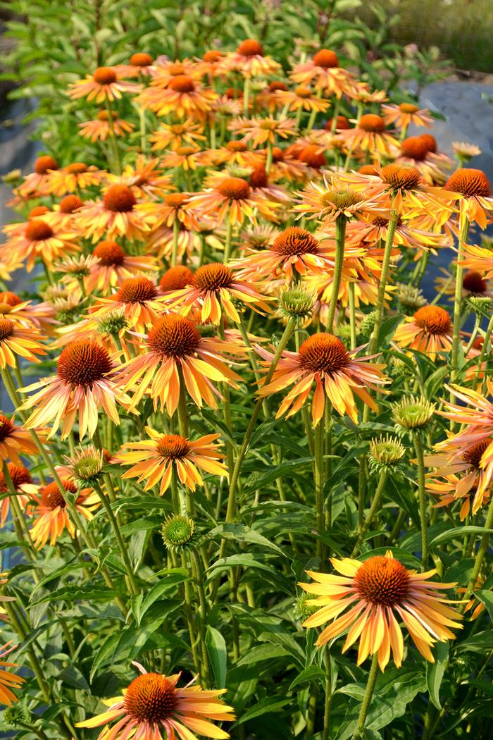 Echinacea Big Kahuna