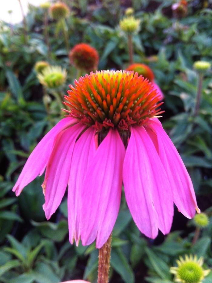 Echinacea purpurea Kim's Knee High