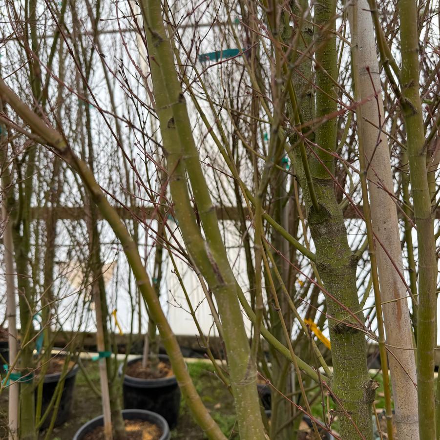 Acer palmatum Tsukasa Silhouette