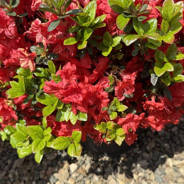 Rhododendron Gable hybrid Stewartstonian