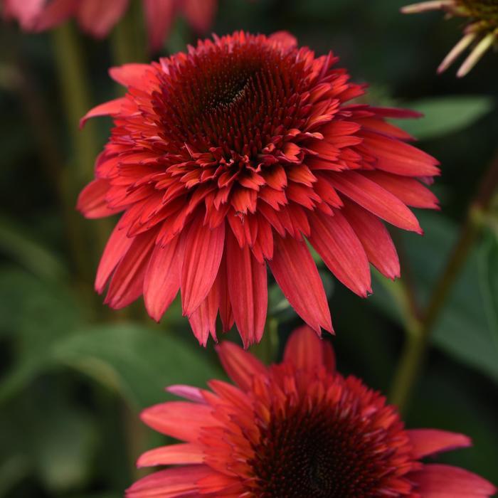 Echinacea Double Scoop&trade; Raspberry Deluxe