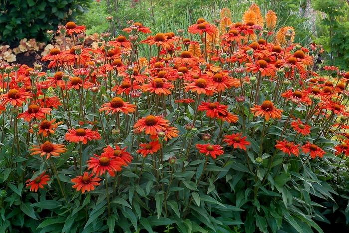 Echinacea Kismet&reg; Intense Orange