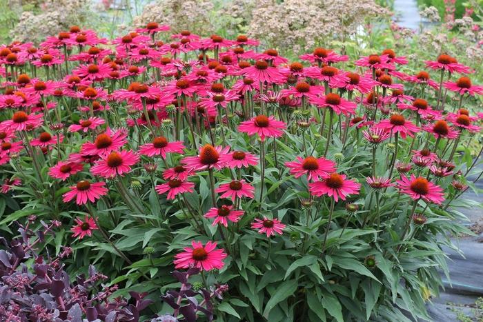 Echinacea Kismet&reg; Raspberry