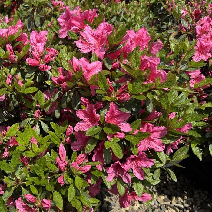 Rhododendron Girard hybrid Girard's Renee Michelle