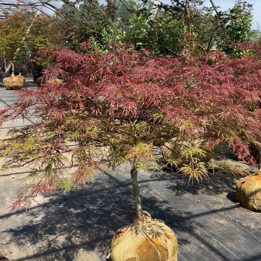 Acer palmatum var. dissectum 'Red Dragon' - Japanese Maple from Great Lakes Landscape Supply