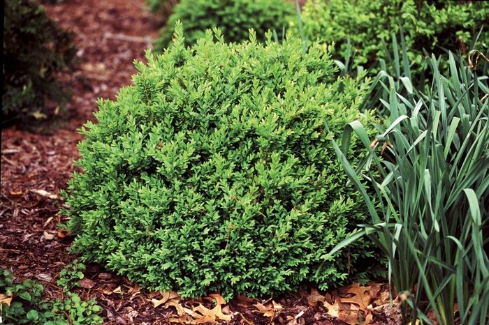 Buxus sempervirens North Star&reg;