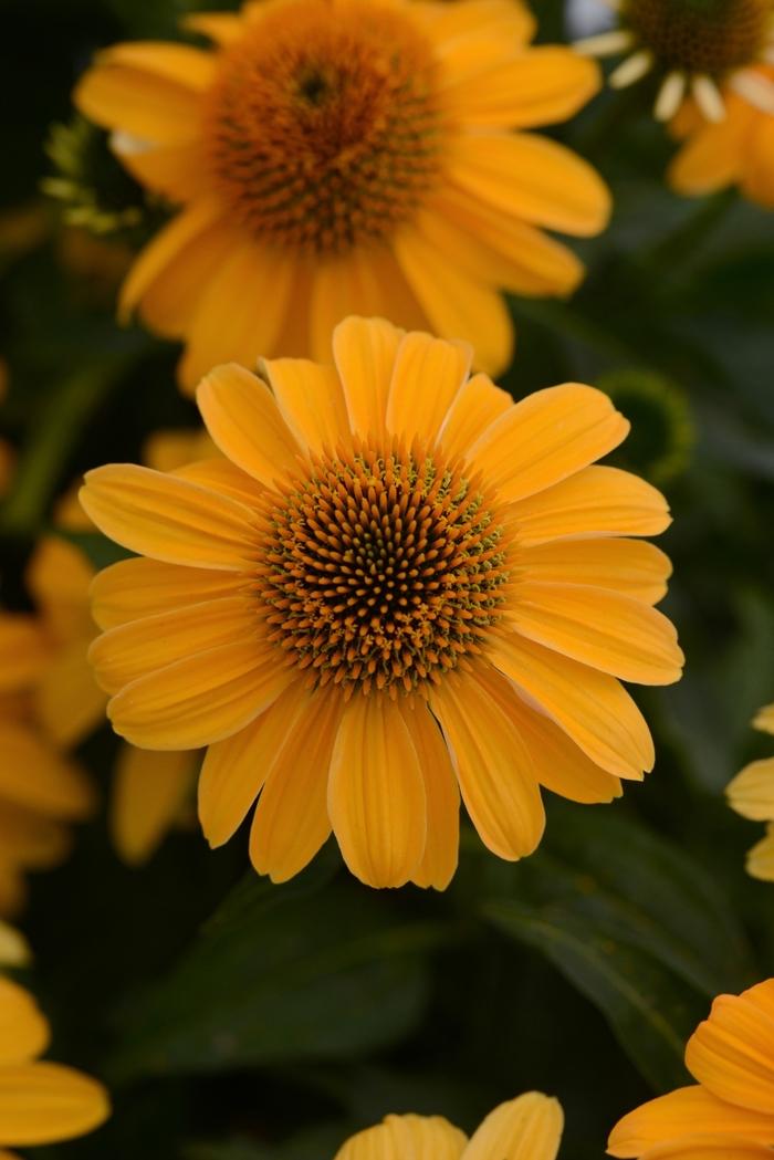 Echinacea Sombrero&reg; Granada Gold