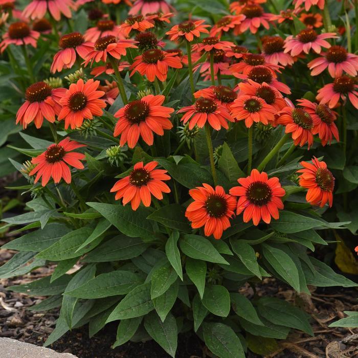 Echinacea purpurea Sombrero Poco&trade; Hot Coral