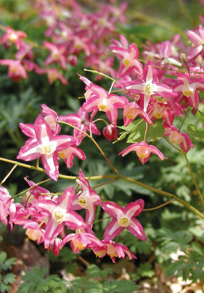 Epimedium x rubrum 