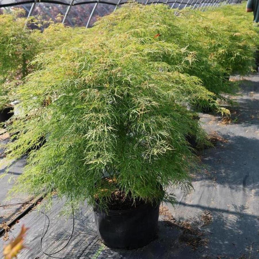 Acer palmatum var. dissectum 'Viridis' - Japanese Maple from Great Lakes Landscape Supply