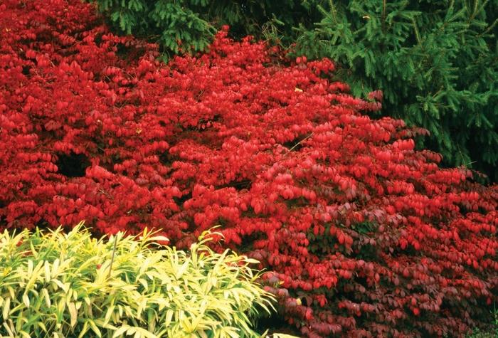Euonymus alatus Fire Ball&reg;