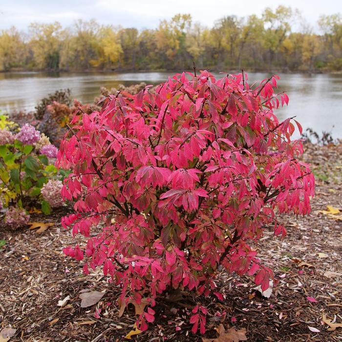 Euonymus alatus Fire Ball Seedless&reg;