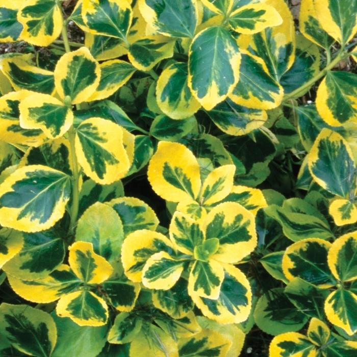 Euonymus fortunei Gold Splash&reg;