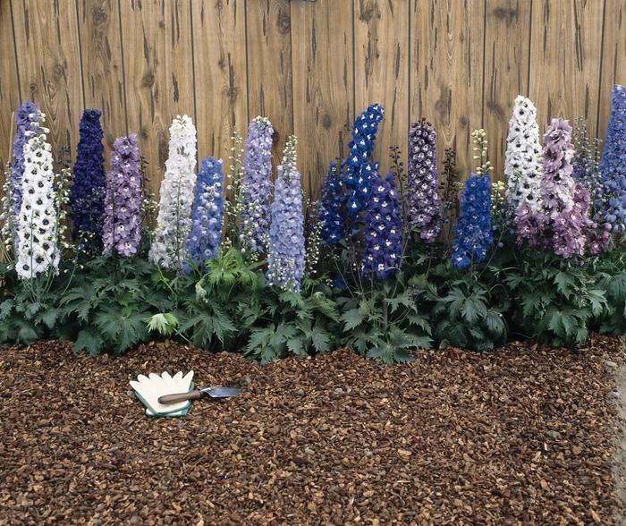 Delphinium elatum Magic Fountain Mix