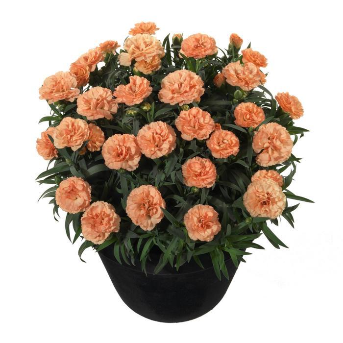 Dianthus caryophyllus Sunflor Luigi