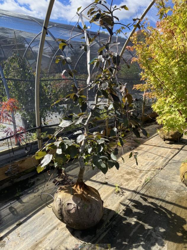 Fagus sylvatica Purpurea Pendula
