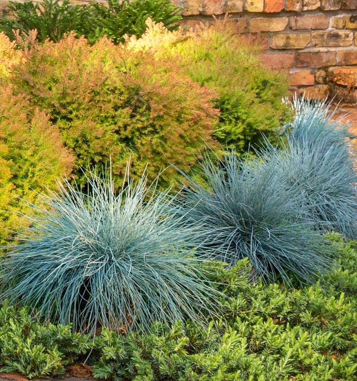 Festuca glauca Beyond Blue&trade;