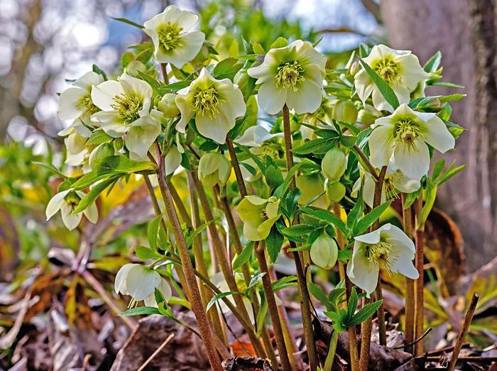 Helleborus niger 