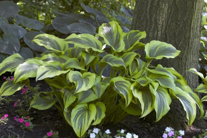 Hosta montana Aureo-marginata