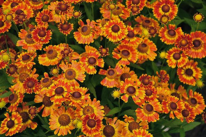 Helenium autumnale Mariachi&trade; Fuego