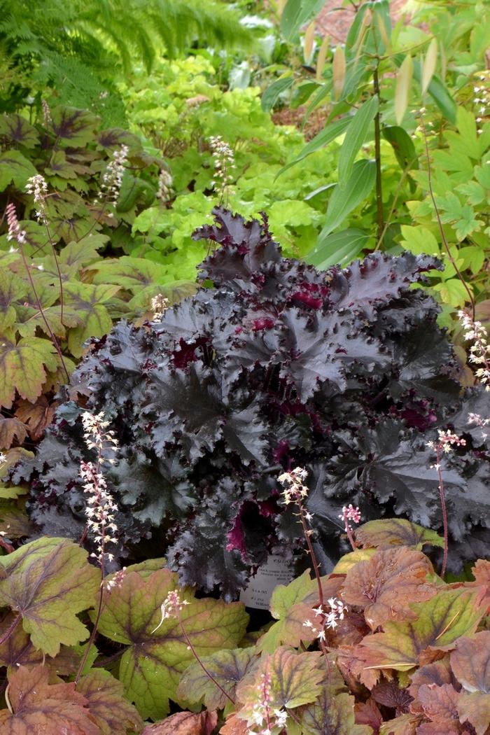 Heuchera Black Taffeta