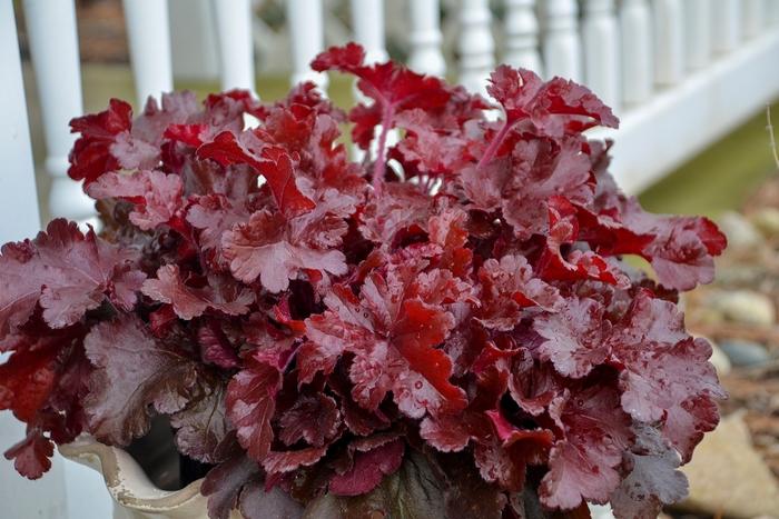 Heuchera Dolce&reg; Cherry Truffles