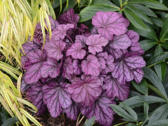 Heuchera Primo&trade; Wild Rose