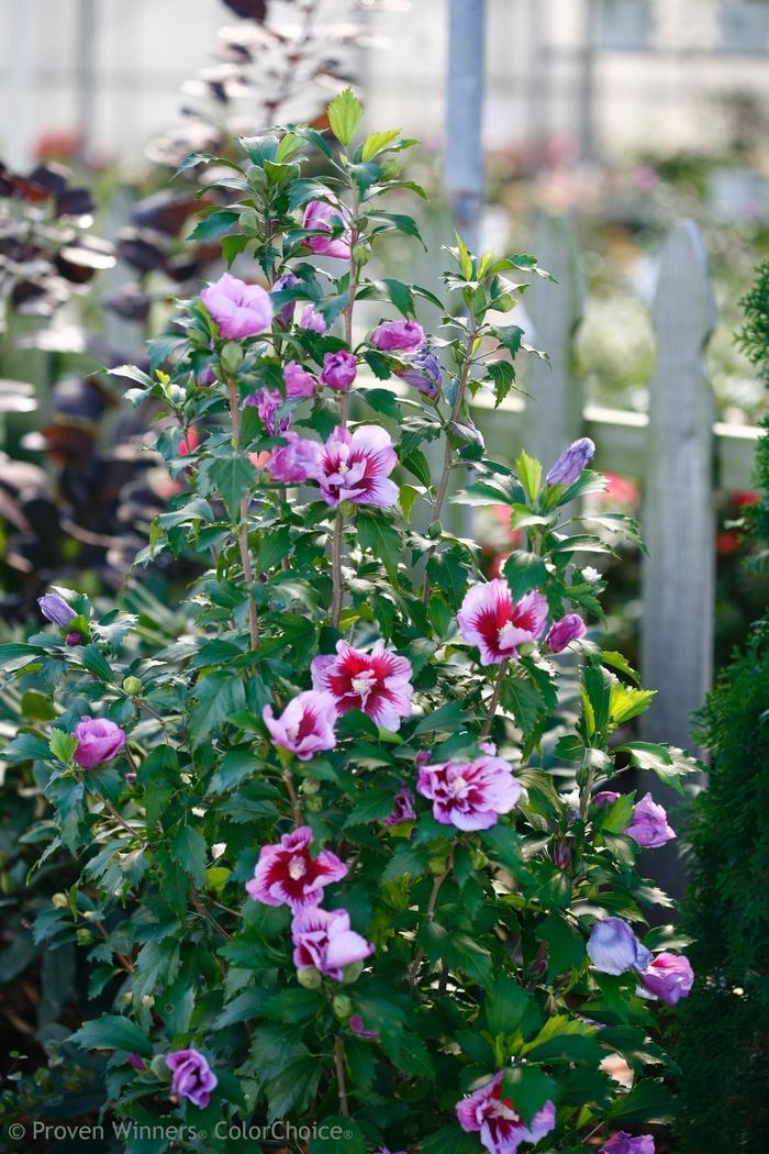 Hibiscus syriacus Purple Pillar&reg;