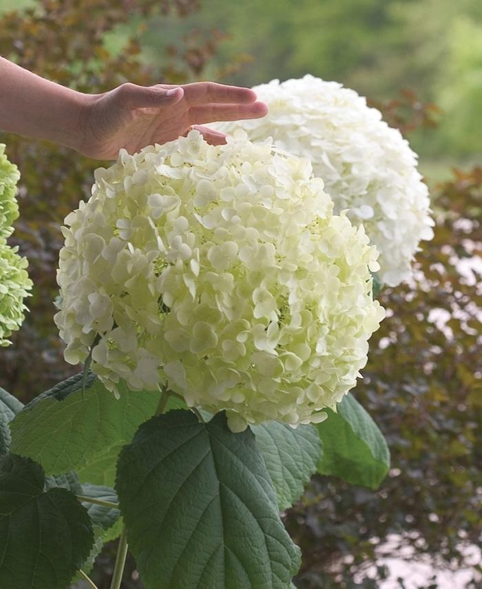 Hydrangea arborescens Incrediball&reg;