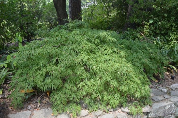 Acer palmatum dissectum Spring Delight