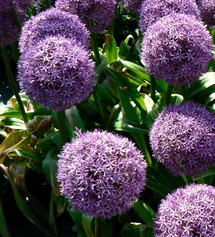 Allium giganteum Globemaster