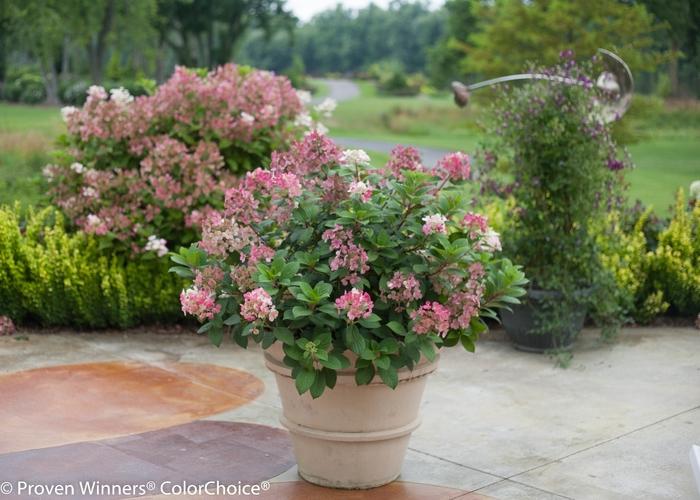 Hydrangea paniculata Little Quick Fire&reg;