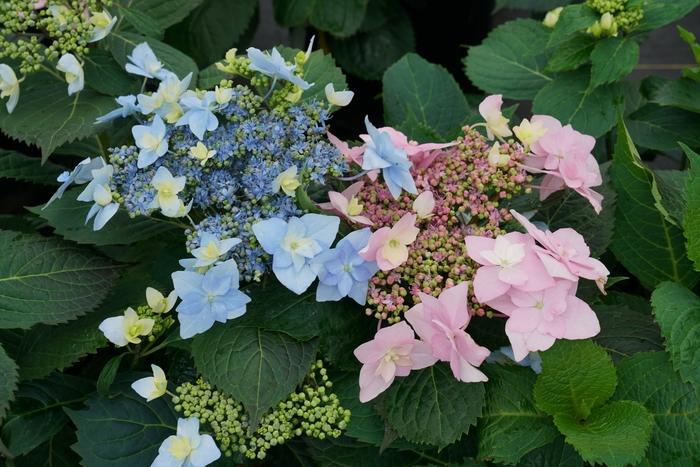 Hydrangea serrata Tuff Stuff Ah-Ha&reg;