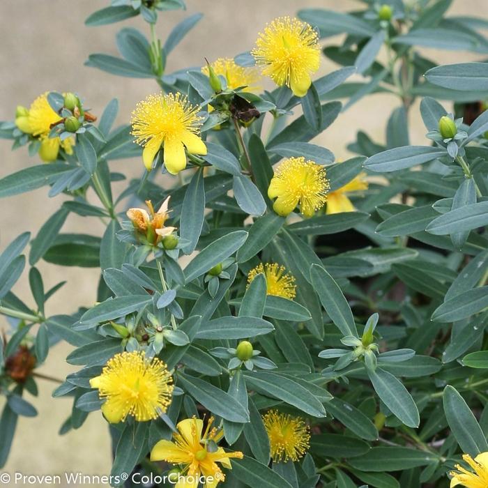 Hypericum kalmianum Blues Festival&reg;