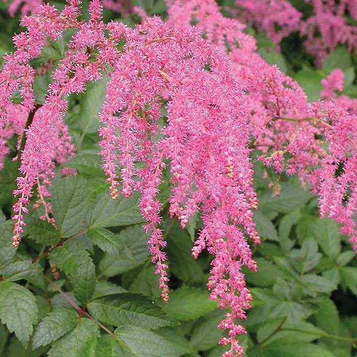 Astilbe x thunbergii Ostrich Plume(Straussenfeder)