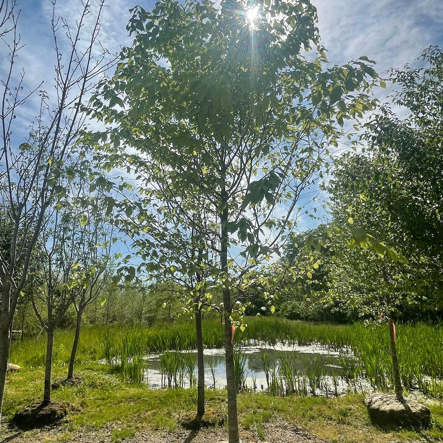Fagus grandifolia 