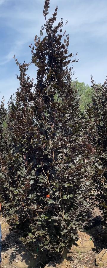 Fagus sylvatica 'Dawyck Purple' - Dawyk Purple Beech from Great Lakes Landscape Supply