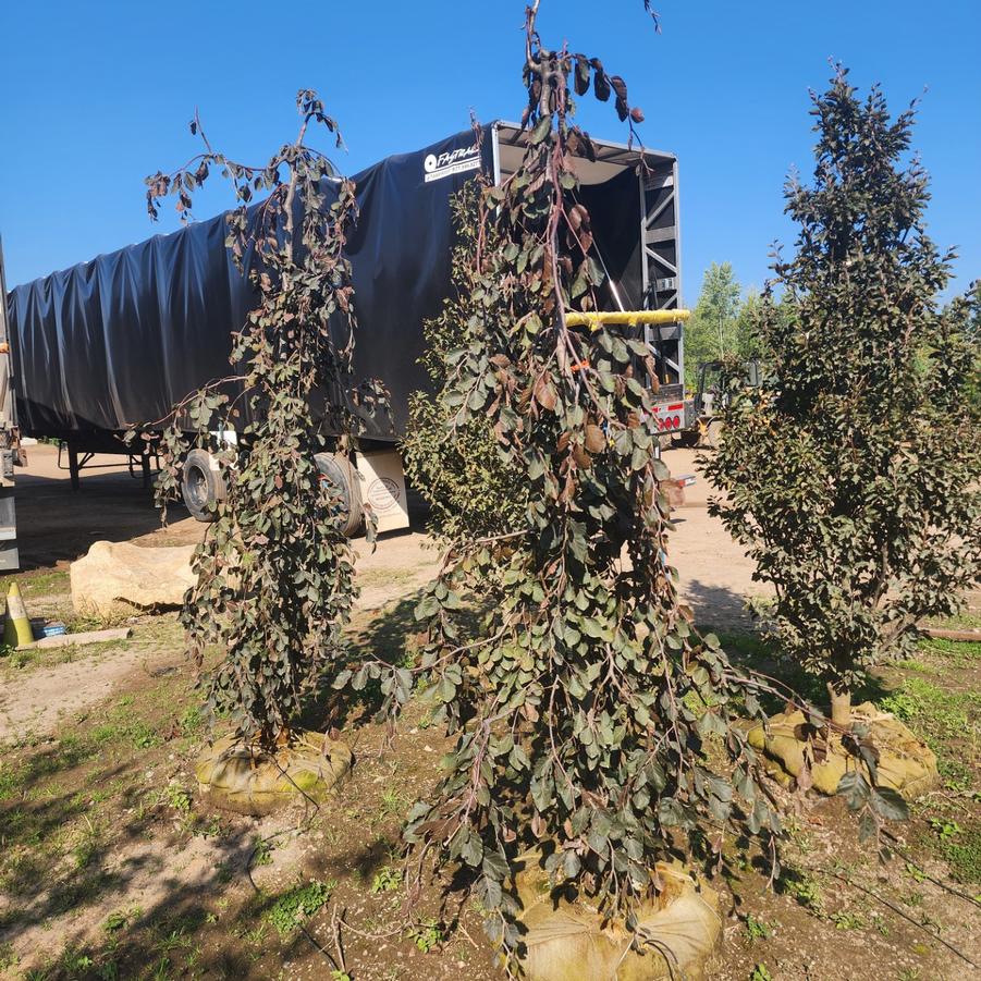 Fagus sylvatica 'Purple Fountain' - European Beech from Great Lakes Landscape Supply