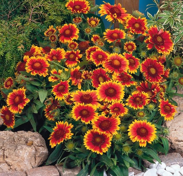 Gaillardia Arizona Sun