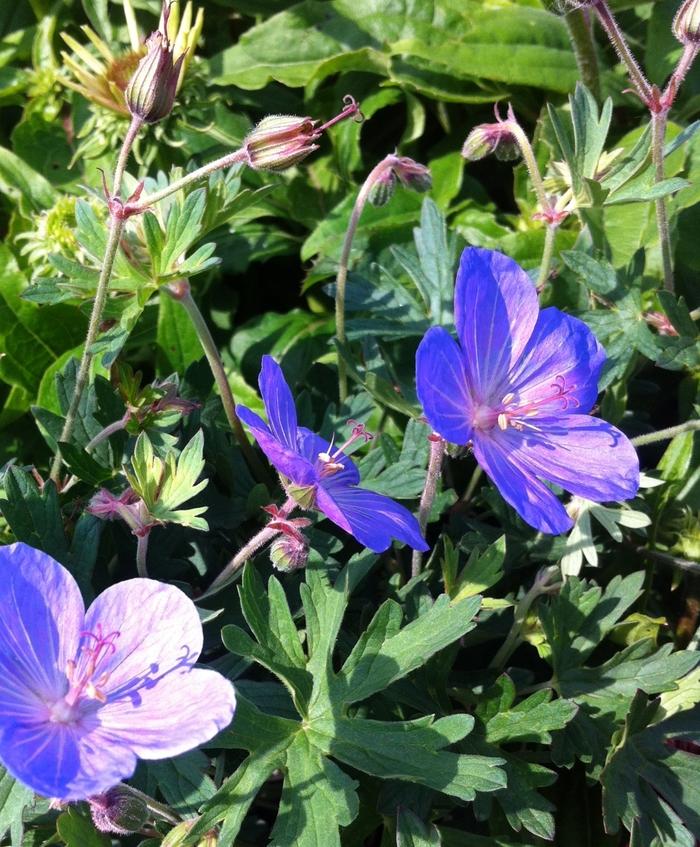 Geranium Johnson's Blue